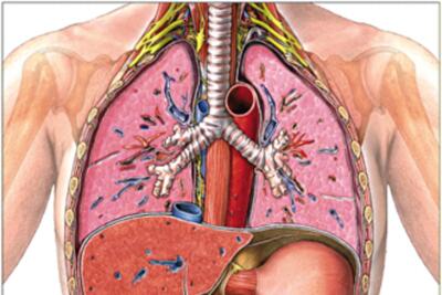 Сколько стоит ваше тело: инфографика