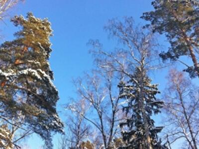 Украинцам запретили арендовать и покупать леса