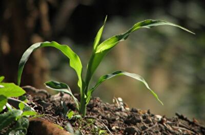Слабые места земельного налога