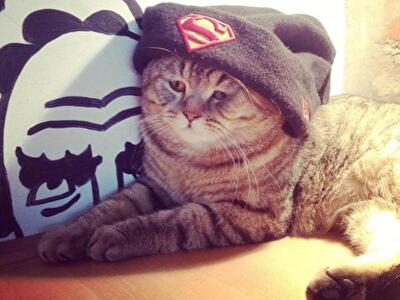 Потискать кота, сфоткаться с хрюшей: 10 кафе в Киеве, где живут животные