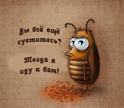 В киевской многоэтажке обнаружили гигантских тараканов: шокирующее фото