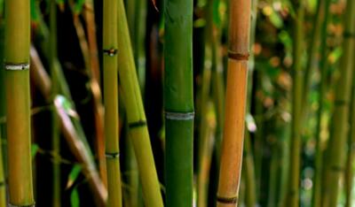 Как использовать бамбук в интерьере