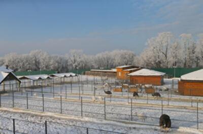 Как в Межигорье встретят Новый год: песни Синатры и игрушки Януковича