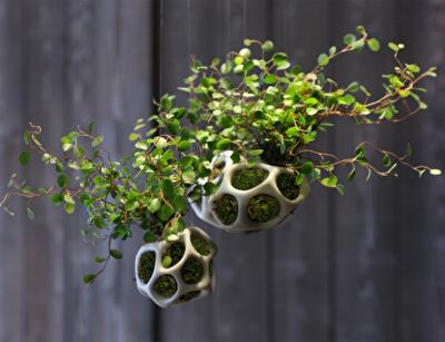 Домашний сад из мхов и трав