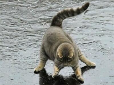 Киев полностью сковал гололед 