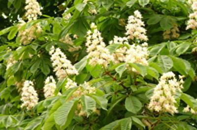 Депутаты утвердили гимн Киева