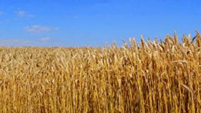 Международная финансовая корпорация внедрила аграрные расписки в Украине