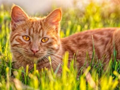 Украину накроет рекордная жара