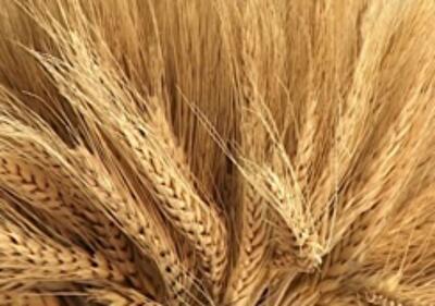 Как Украине компенсировать утраченный из-за войны экспорт 