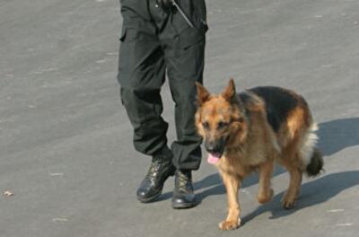 Киевлян будут охранять специальные собаки