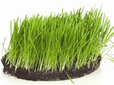 Взять землю надолго: как арендовать земельный участок