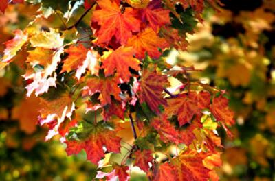 Как долго продержится летняя погода в Украине