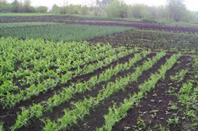 В Киеве устранят земельный "дерибан"