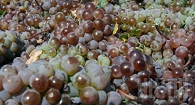 Еврокомиссия выделяет 125 млн евро аграриям