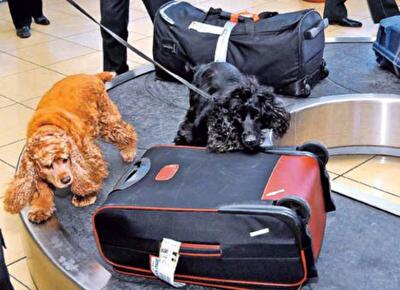 Аэропорты обойдутся без собак-ищеек