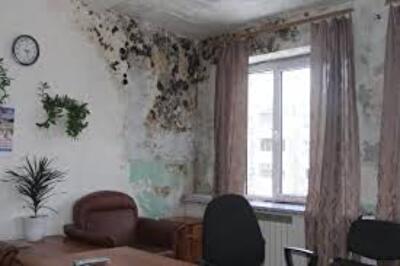 Плесень на стенах: проблемы и решения