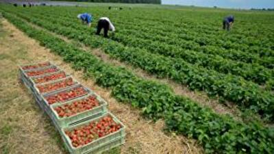 Клубничный кооператив: технология выращивания, хранения и употребление клубники