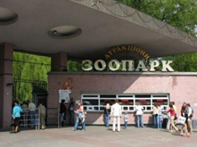 Активисты провели пикет против руководства Киевского зоопарка
