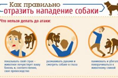 Как спастись при нападении уличной собаки