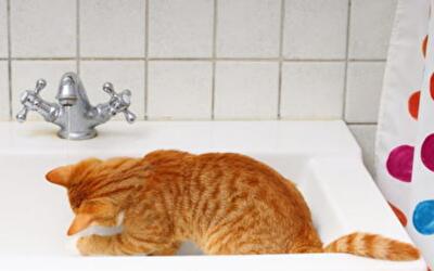 Почему коты не любят купаться?