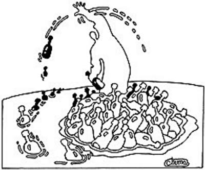 Кому принадлежит жилье в новостройках