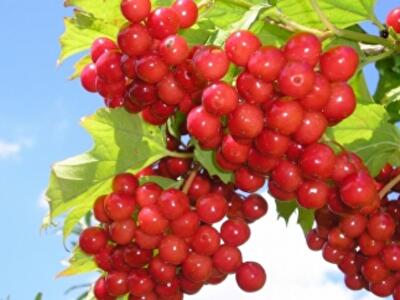 Полезные свойства и способы хранения калины
