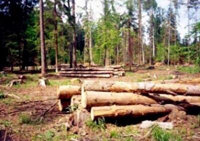 Киевсовет принял проект землеотвода Беличанского леса