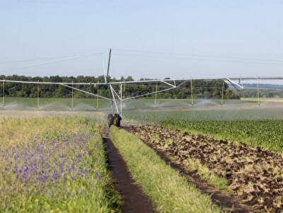 Компания KSG Agro назвала передачу земли Китаю «информационной уткой»