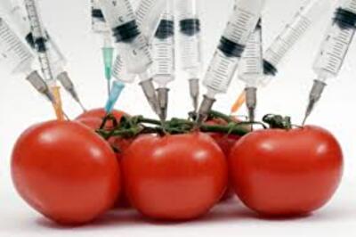Накормит ли Украина мир продуктами с ГМО?