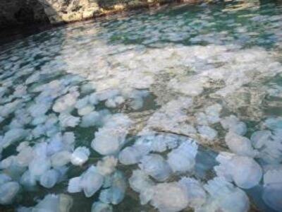 Отпуск под угрозой: в Крыму - холодное море и нашествие медуз