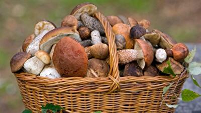 Грибы незаменимы для иммунитета, но опасны для желудка и печени