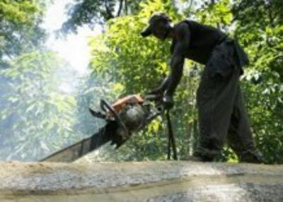 В Киеве застройщика обвинили в вырубке деревьев в Зверинецком урочище