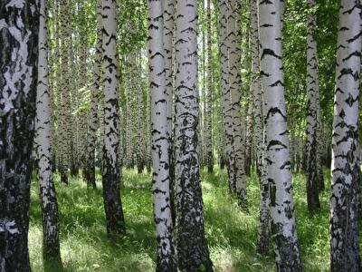 Столичная прокуратура требует вернуть общине земли "Березовой рощи"