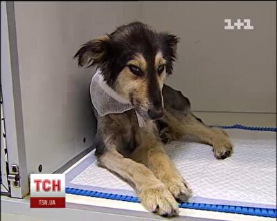 В Украине становится популярным движение зоосадистов