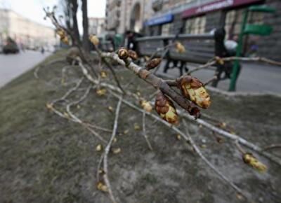 Крещатик обречен остаться без каштанов
