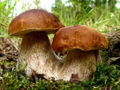 Топ немясных продуктов, дающих максимум энергии