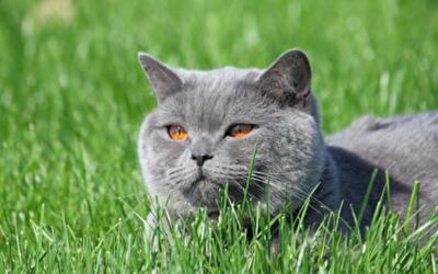 Какие растения опасны для кошки?
