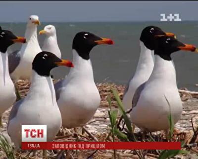 Последним "выстрелом" по дикой природе Украины может стать отстрел животных в заповедниках
