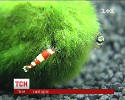 Украинцы увлеченно спускают тысячи долларов, разводя новомодных креветок