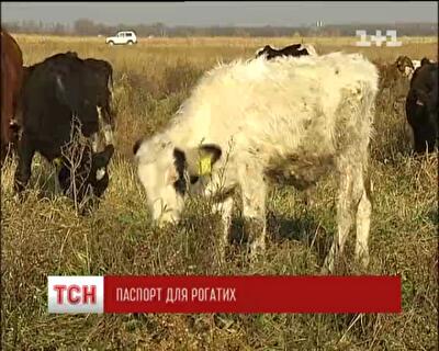 Селян заставят делать паспорта коровам и козам и грозятся штрафами