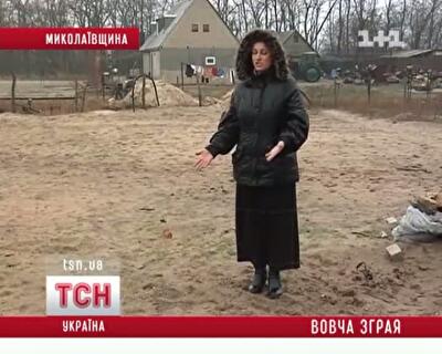 Огромная стая голодных волков на юге Украины уничтожает все на своем пути
