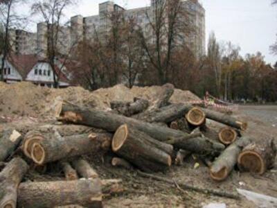 Прокуратура Киевской области требует вернуть государству 536 га Беличанского леса