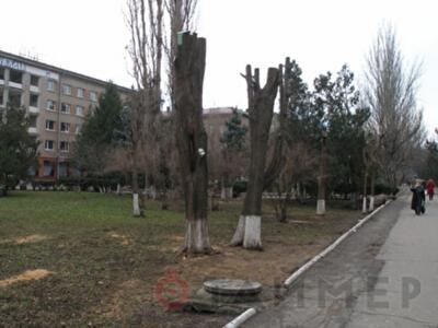 В «Горзелентресте» разработали план восстановления зелёной зоны возле клуба «Зимний»