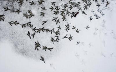Птичий грипп. Кто нагонял панику?