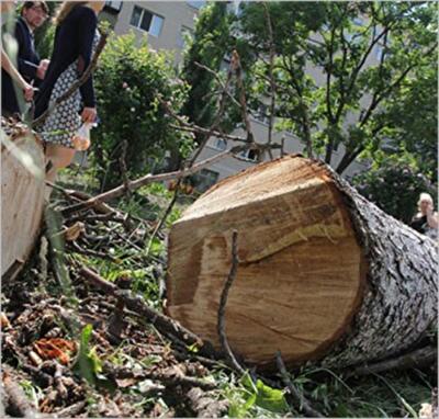 В Киеве вырубили Каштановую аллею ради строительства частного коттеджа