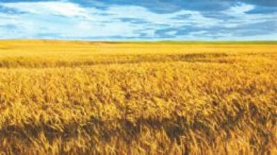 Верховная Рада продлила мораторий на продажу земель сельскохозяйственного назначения