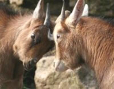 Год нарастающего напряжения: обзор инвестиций на фондовом рынке за 2011 год