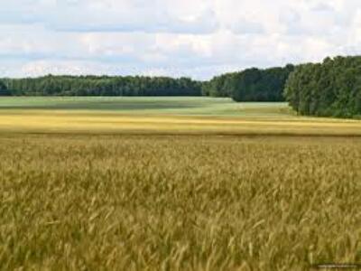 Купить землю 