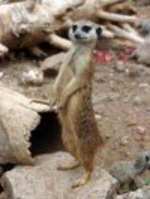 Независимый анализ киевского рынка жилья за 19.04.2011 от Суслика