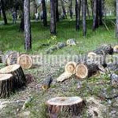 Парк Горького в Харькове: защищать больше нечего